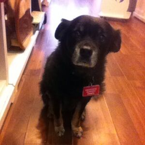 Meet your Posher, Miranda